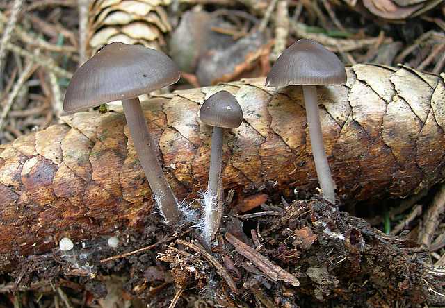 La valle dei funghi sconosciuti